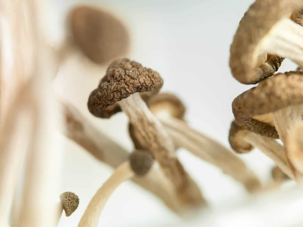 Psilocybin Mushroom Addiction And Abuse - Rehab Spot