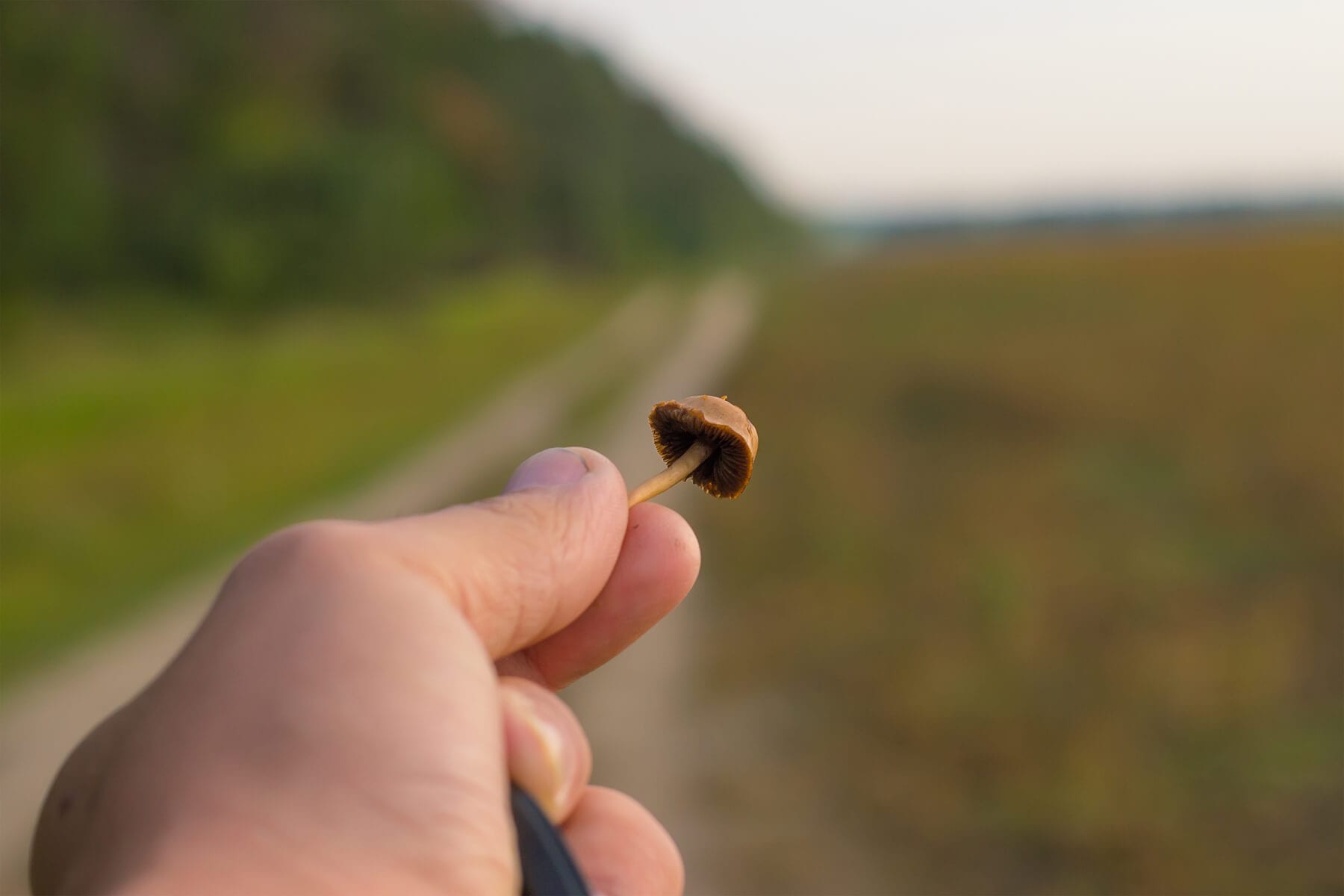 Psilocybin Mushroom Detox And Withdrawal Symptoms - Rehab Spot